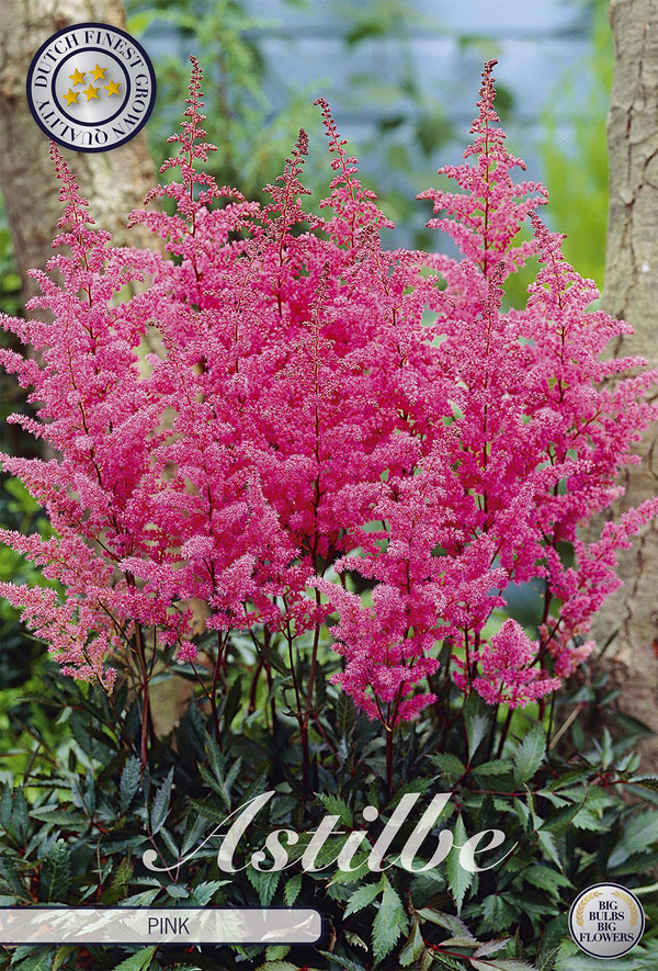 Prachtspiere Pink