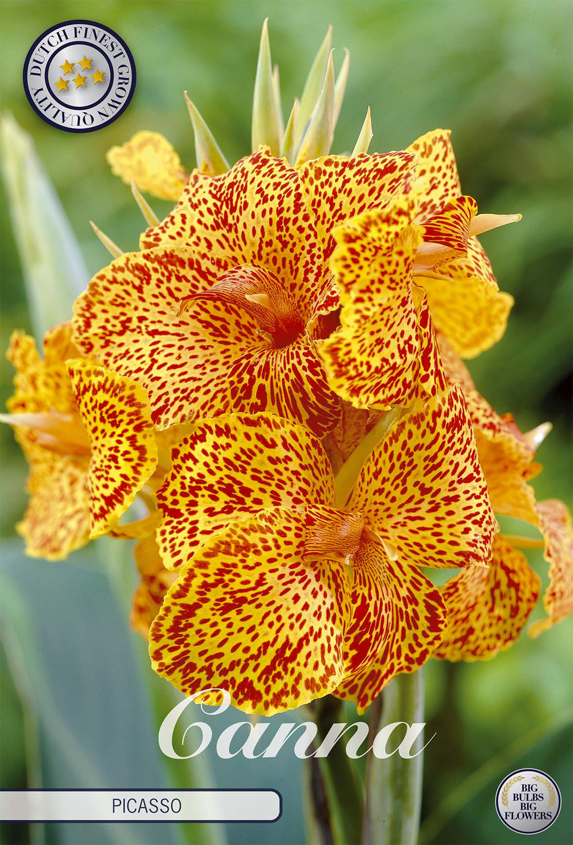 Canna 'Picasso'
