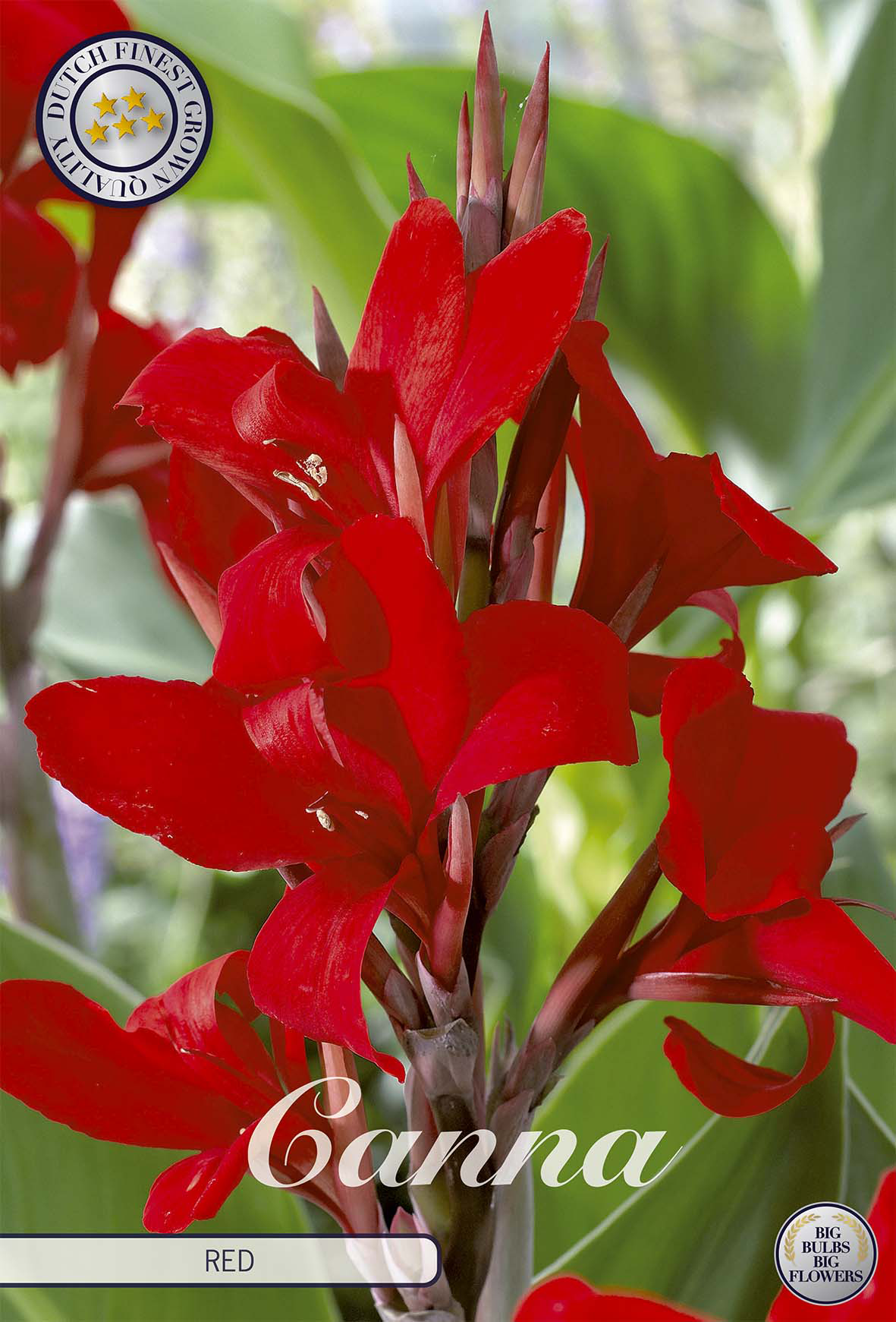 Rotes Canna