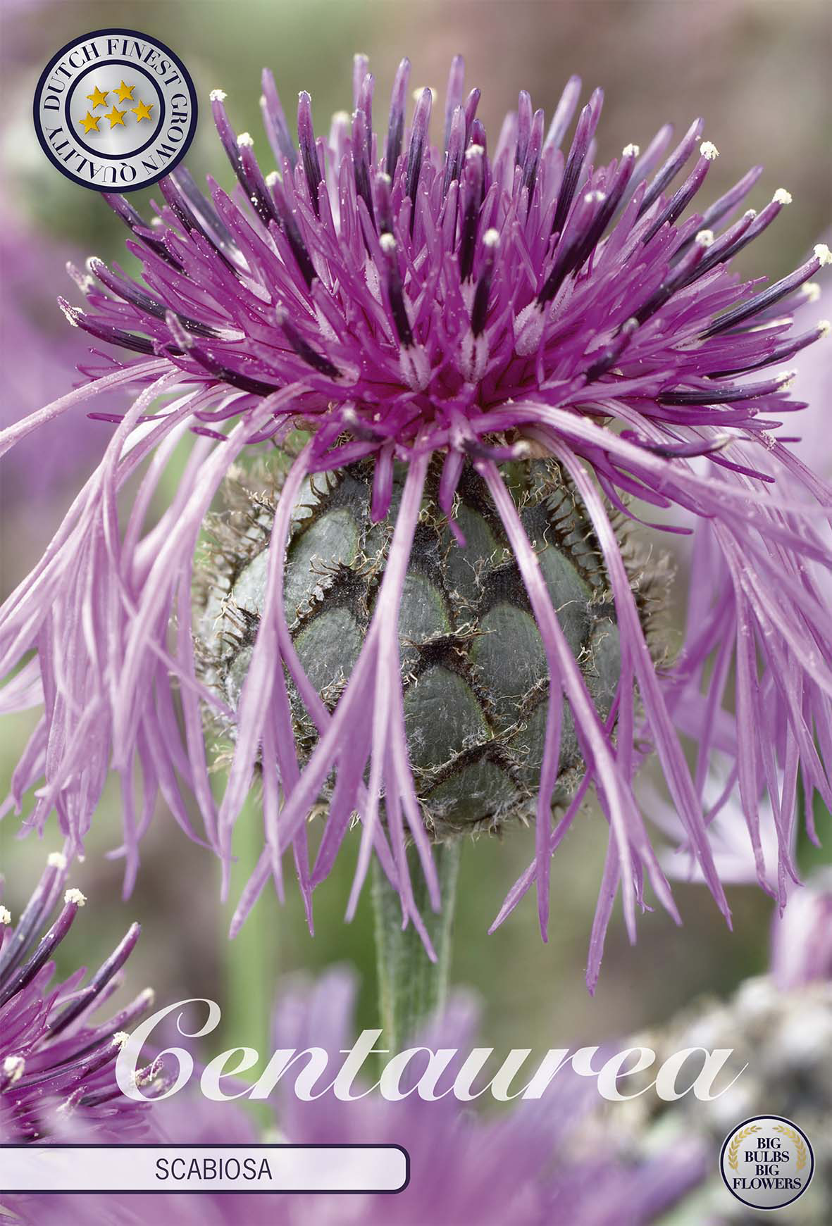 Centaurea scabiosa