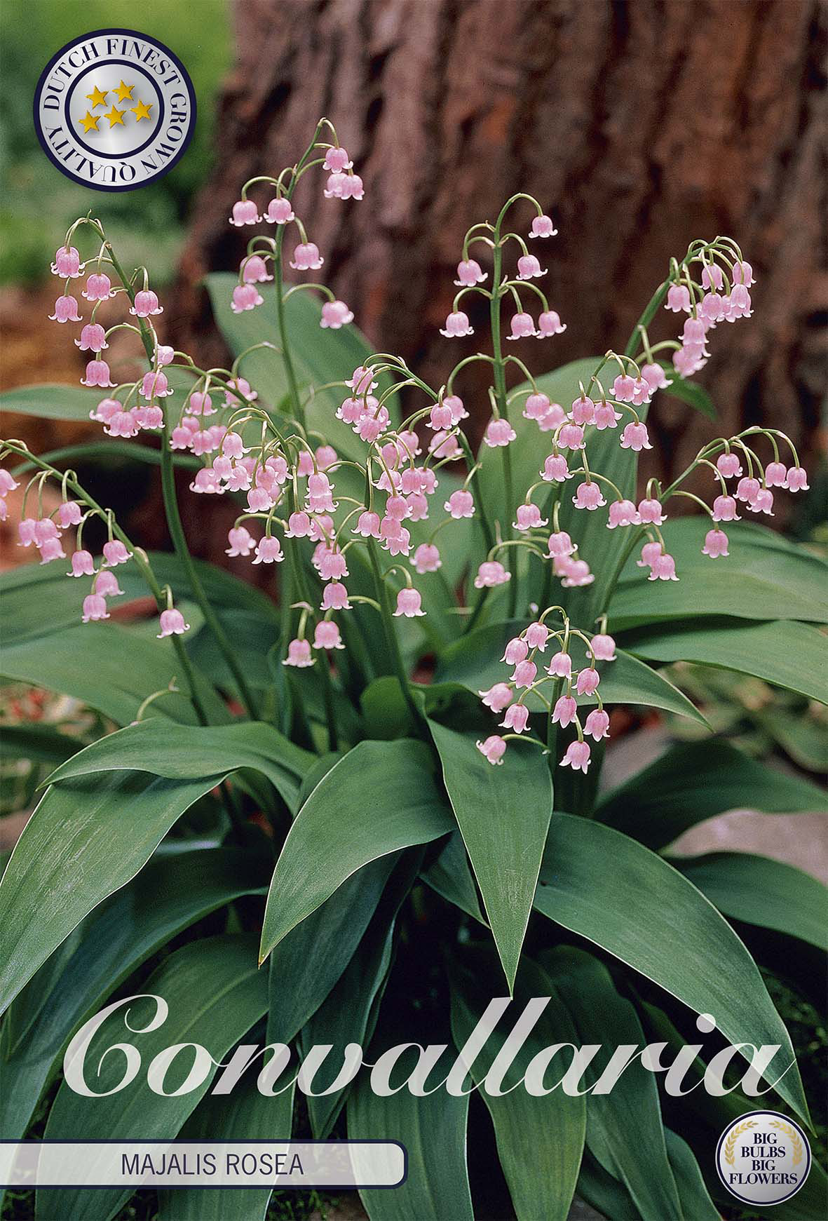 Convallaria Majalis Pink