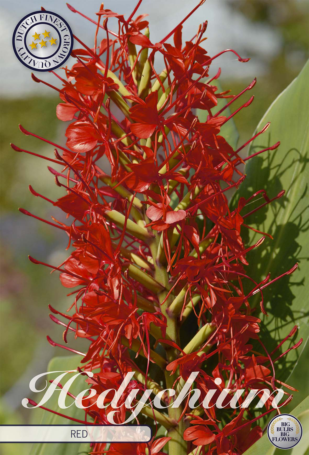 Rote Kahili-Ingwer