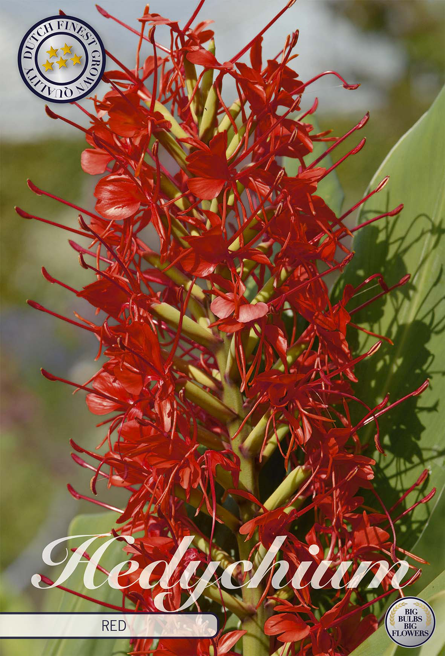 Rote Kahili-Ingwer