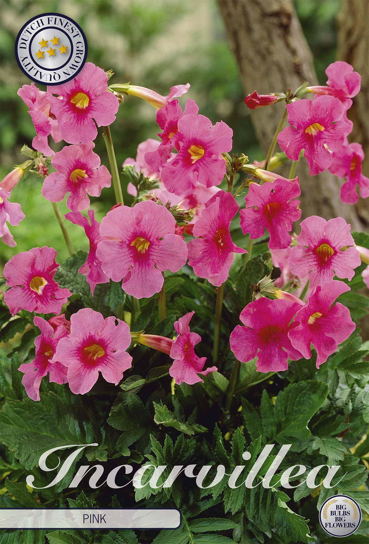 Incarvillea Pink