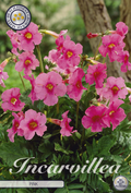 Incarvillea Pink