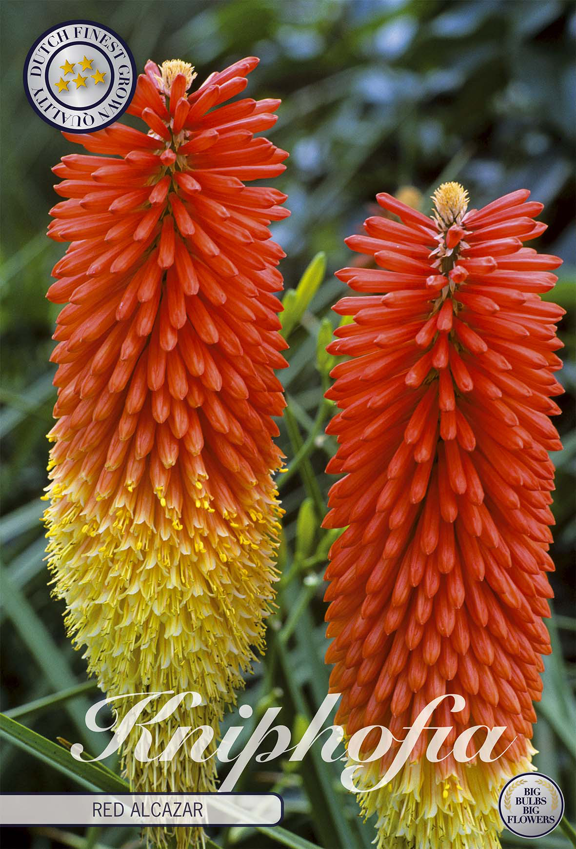 Kniphofia 'Red Alcazar'