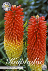 Kniphofia 'Red Alcazar'