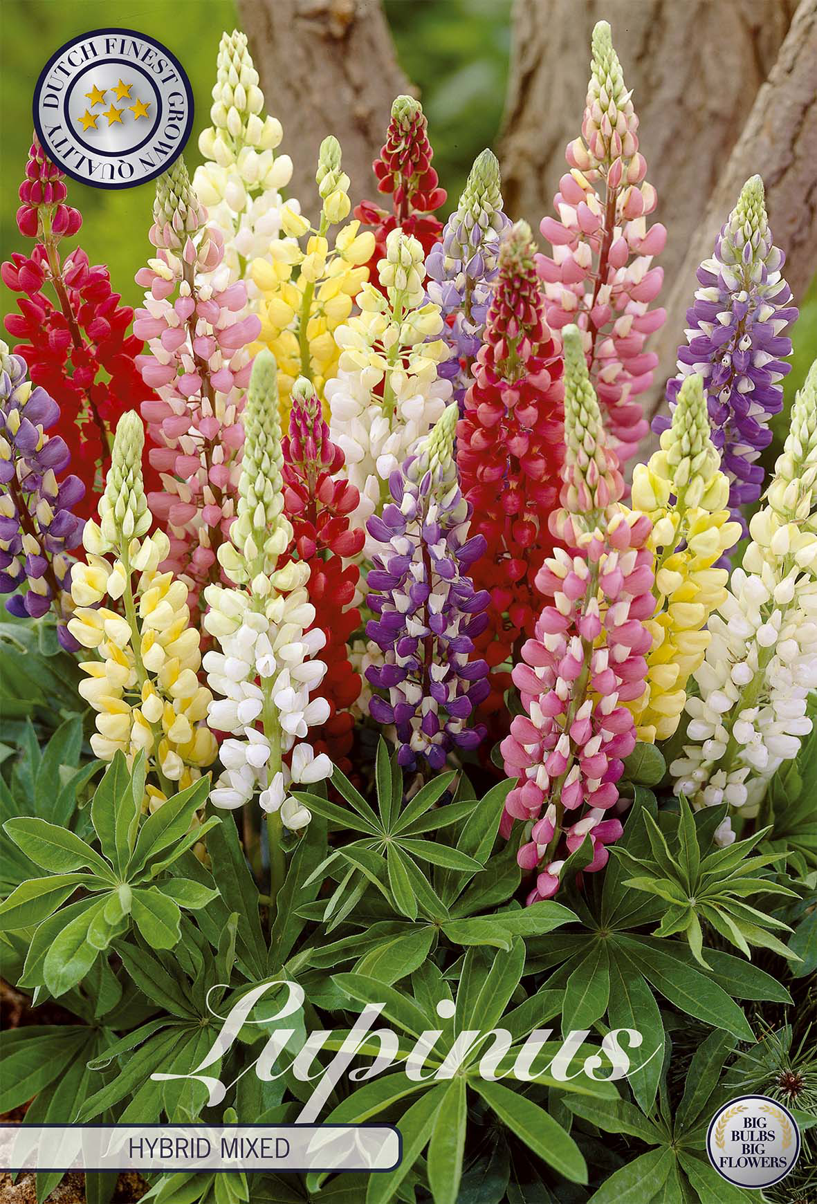 Lupine-Hybridmischung