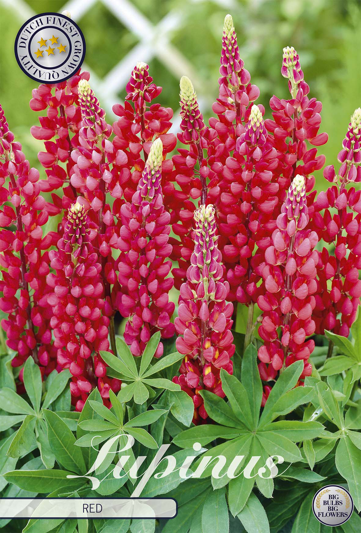 Lupine Rot