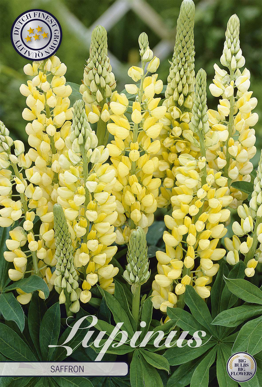 Lupinus Saffron