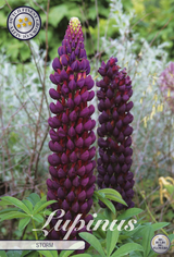 Lupinus Sturm