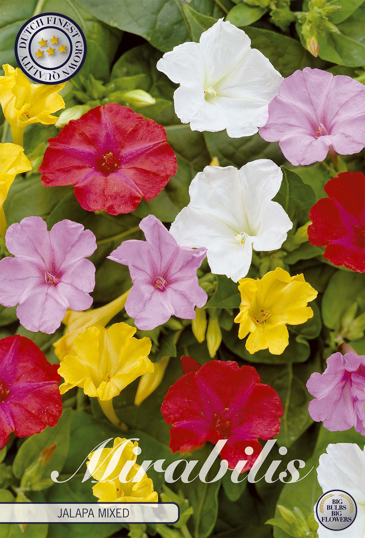 Mirabilis Jalapa gemischt