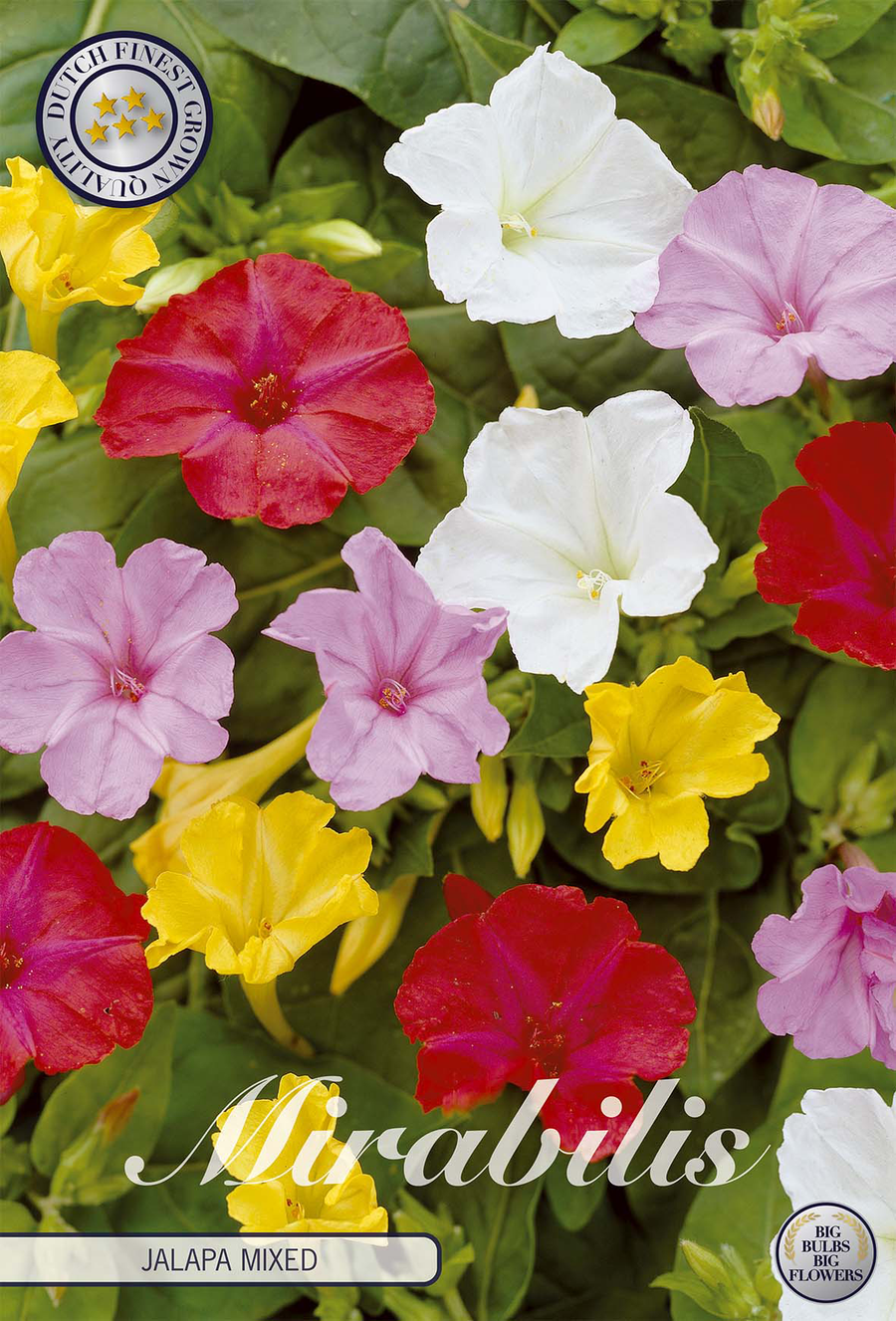 Mirabilis Jalapa gemischt