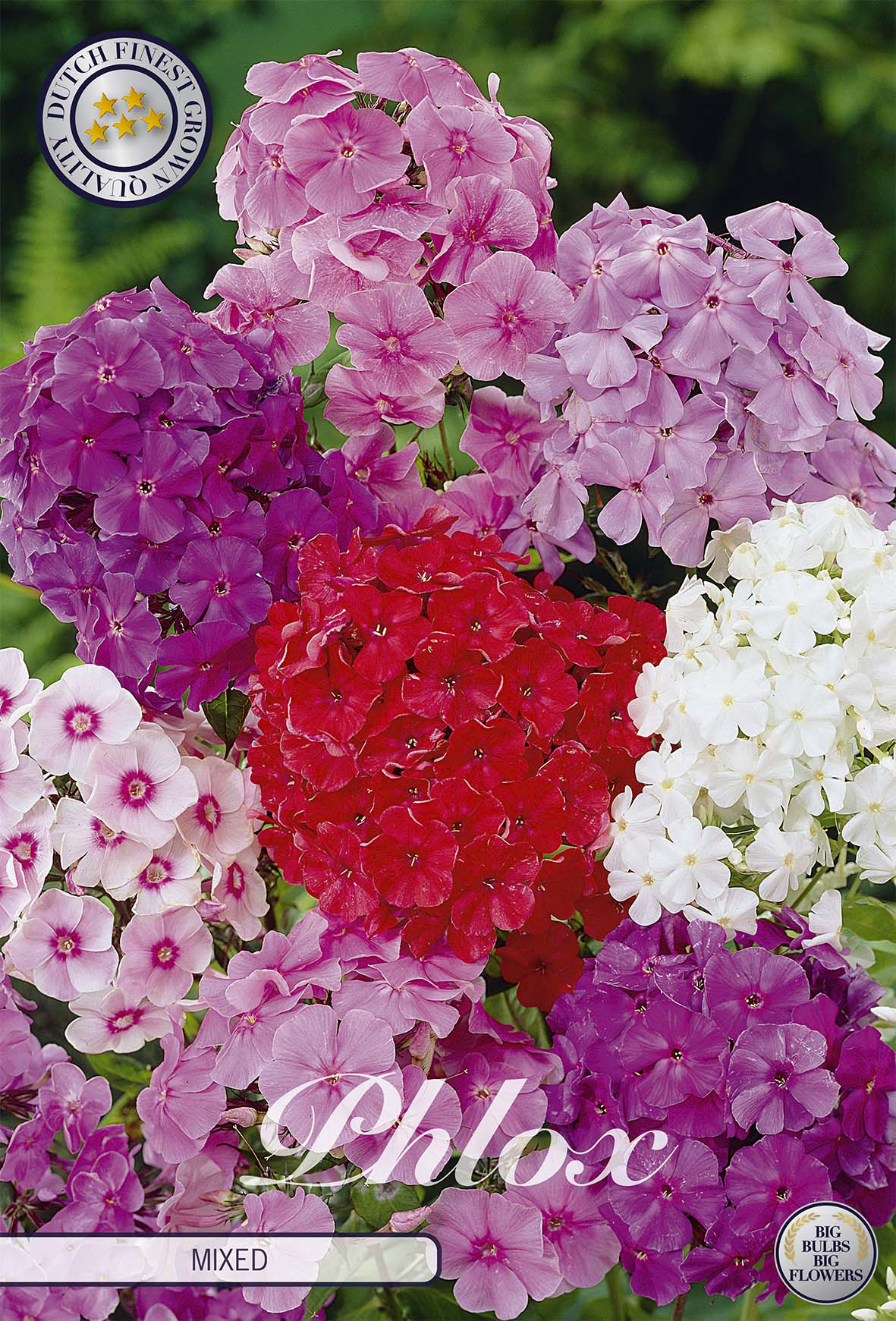 Phlox, gemischt