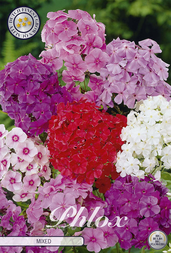 Phlox, gemischt