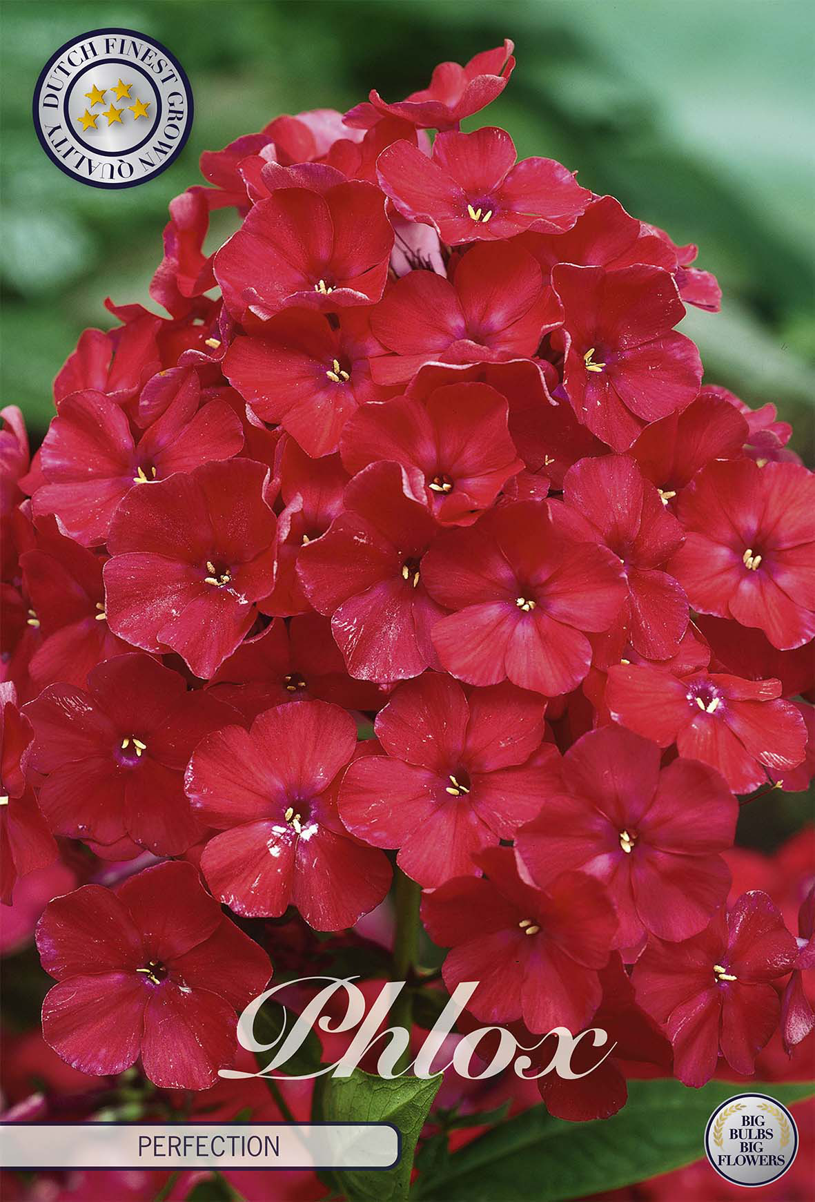 Phlox 'Perfection'