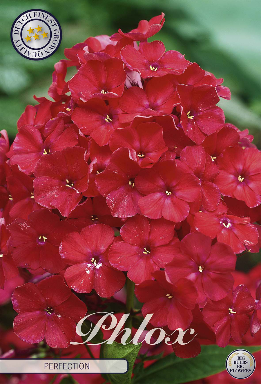 Phlox 'Perfection'