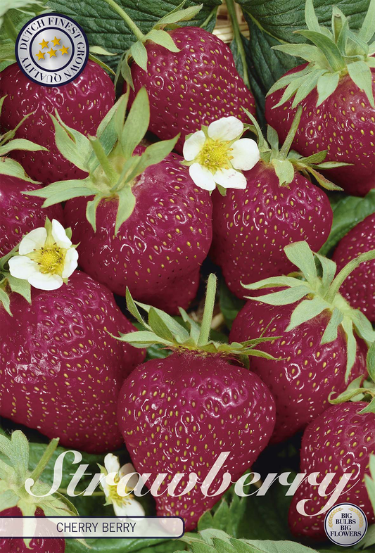 Erdbeere Kirsche Beere