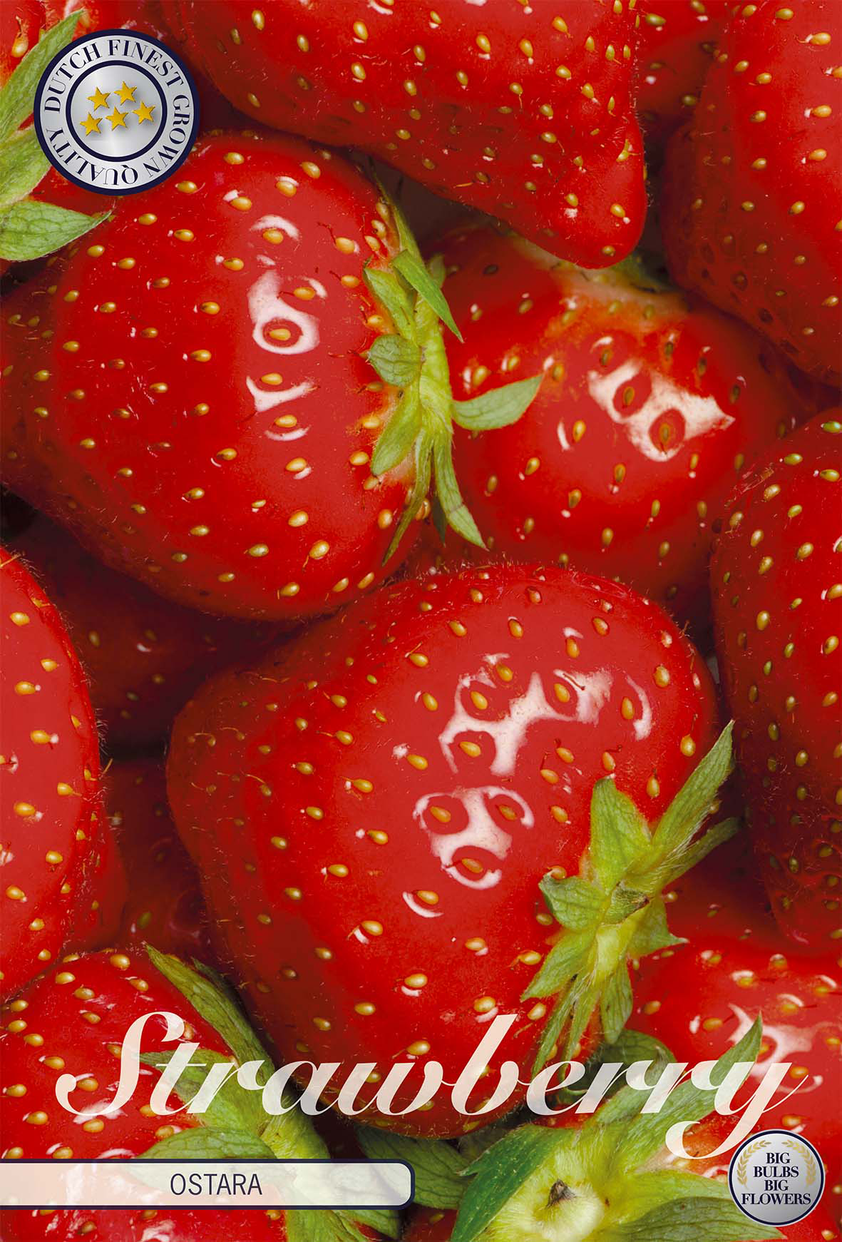 Erdbeere Ostara