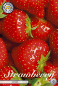Erdbeere Ostara