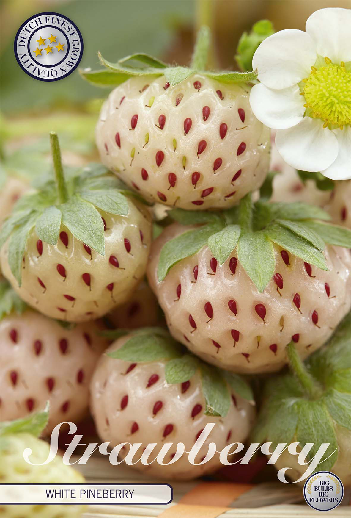 Erdbeere White Pineberry