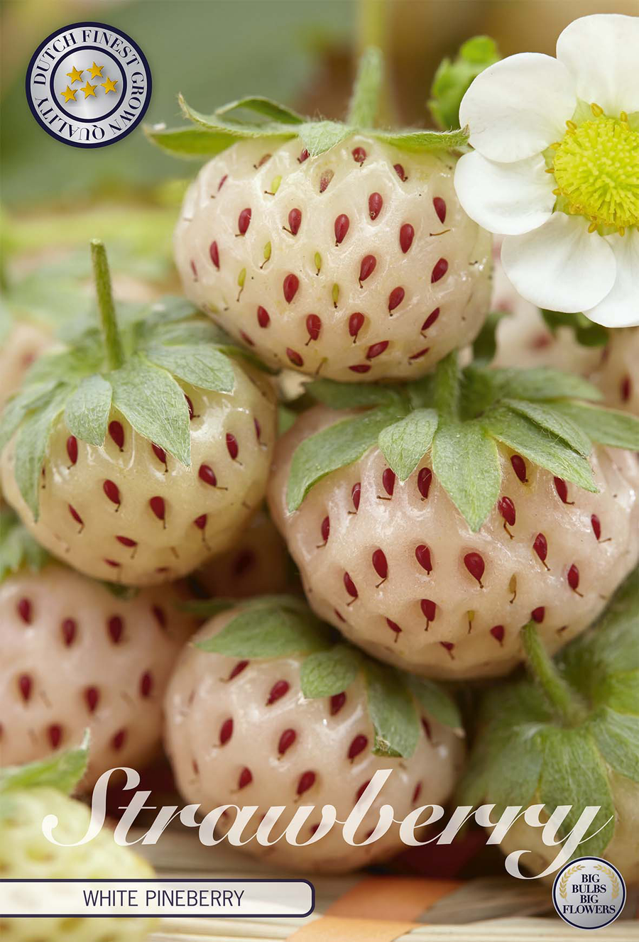 Erdbeer-Weiße-Pineberry