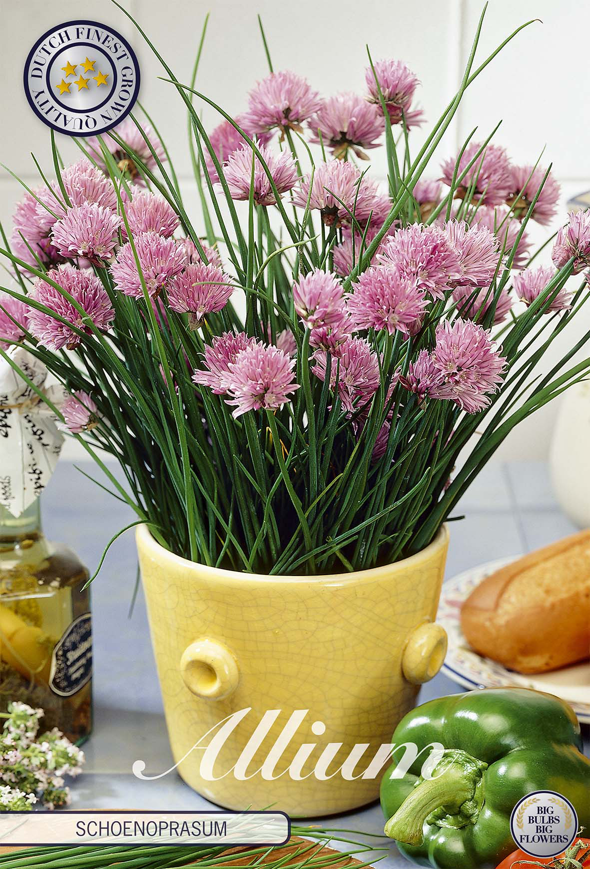 Allium schoenoprasum