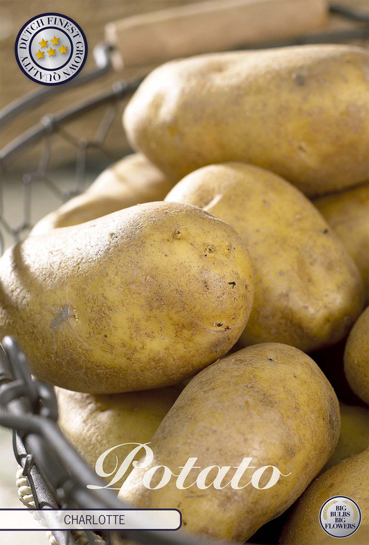 Kartoffel-Charlotte