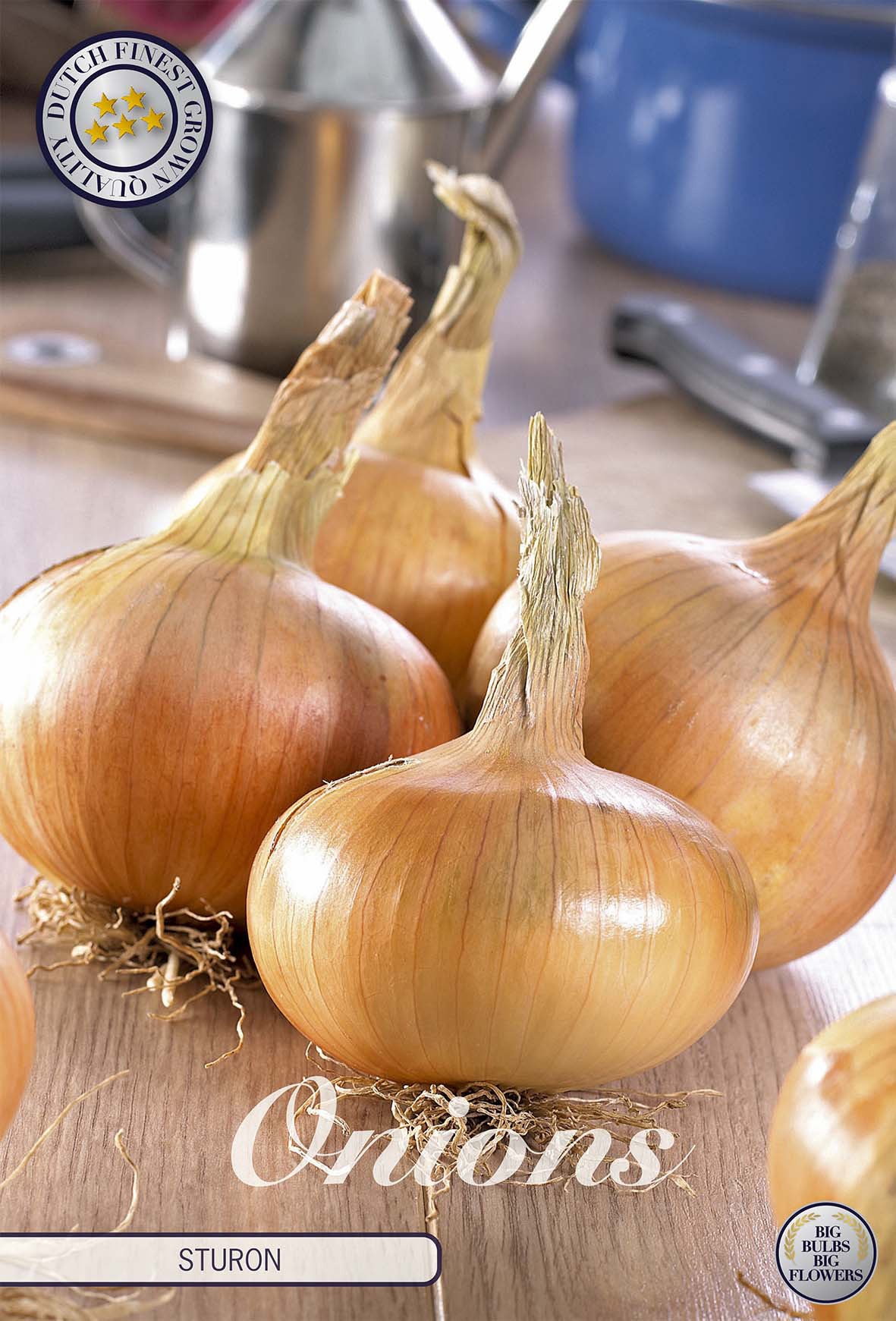 Zwiebel Sturon