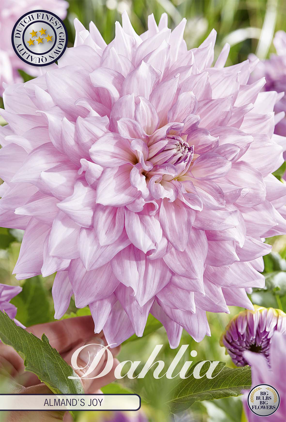 Dahlia Almands Joy