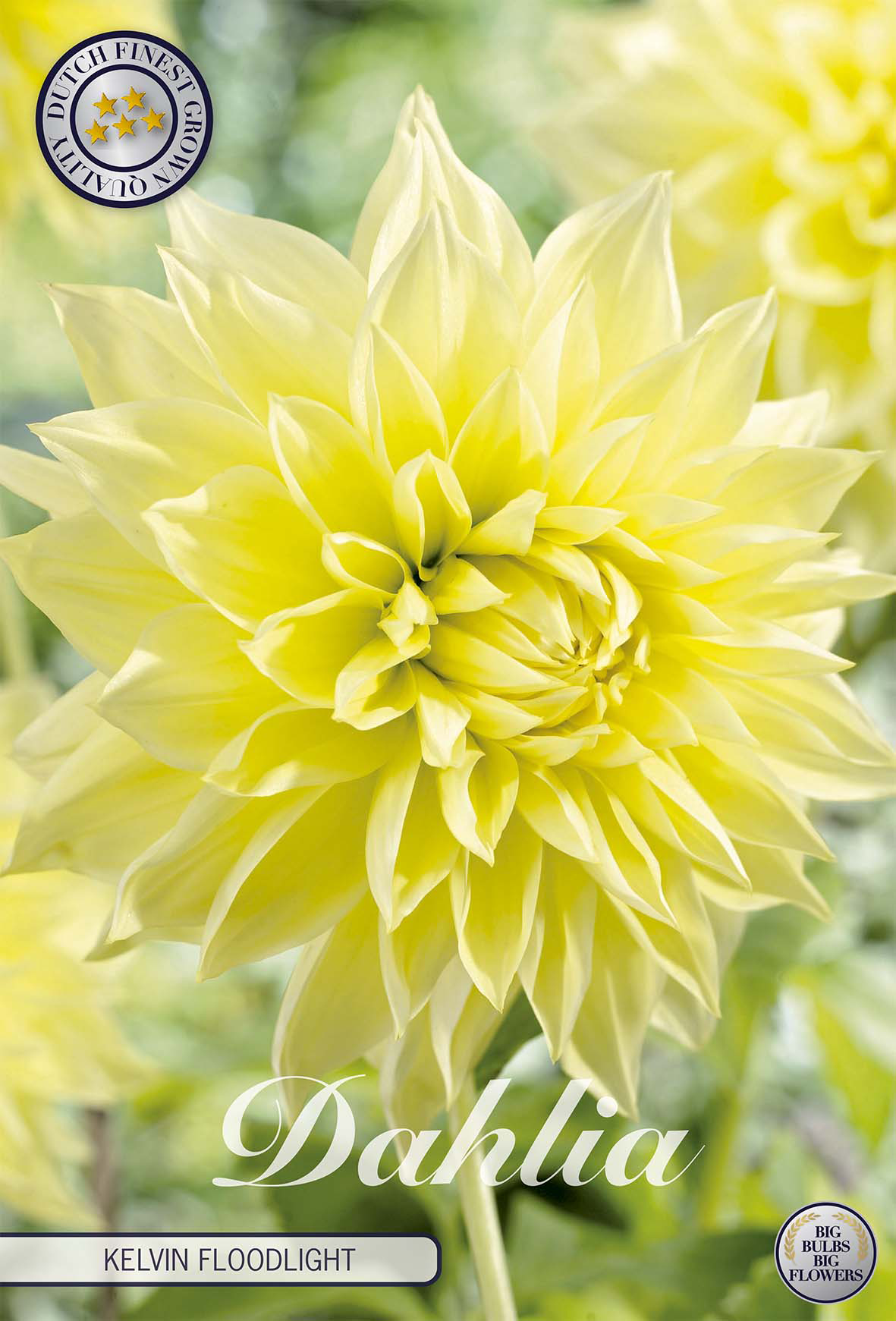 Dahlie 'Kelvin Floodlight'