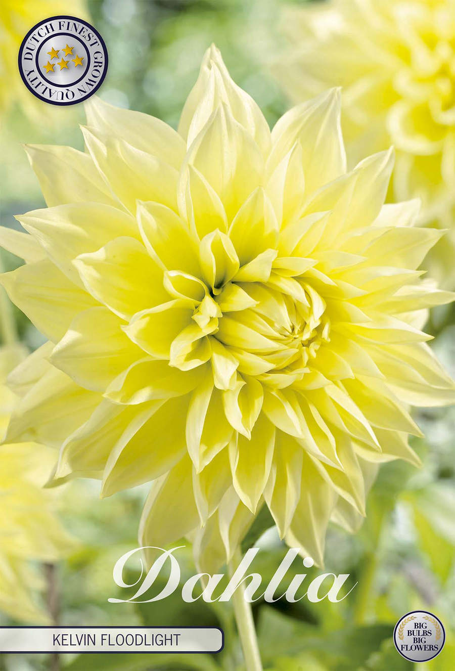 Dahlie 'Kelvin Floodlight'