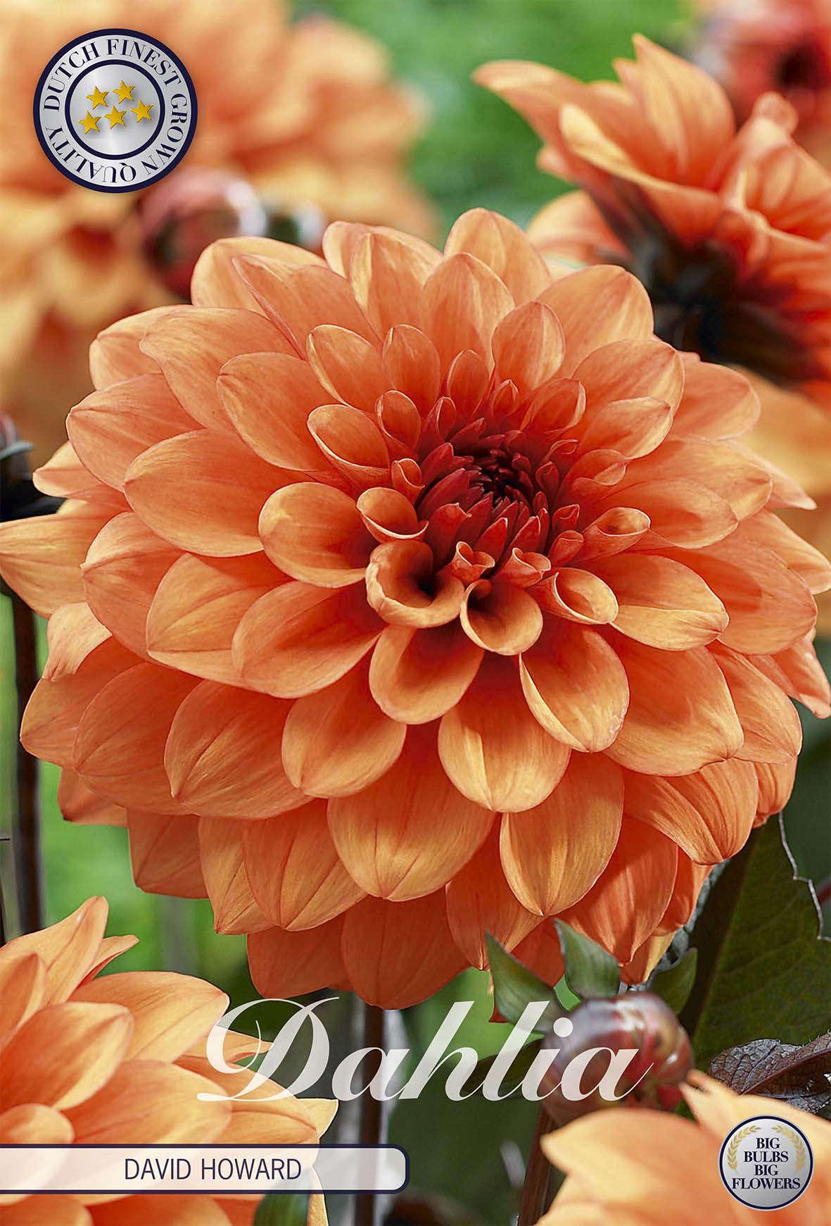 Dahlie 'David Howard'