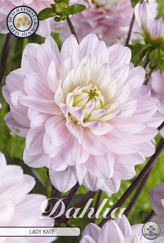 Dahlie Lady Kate