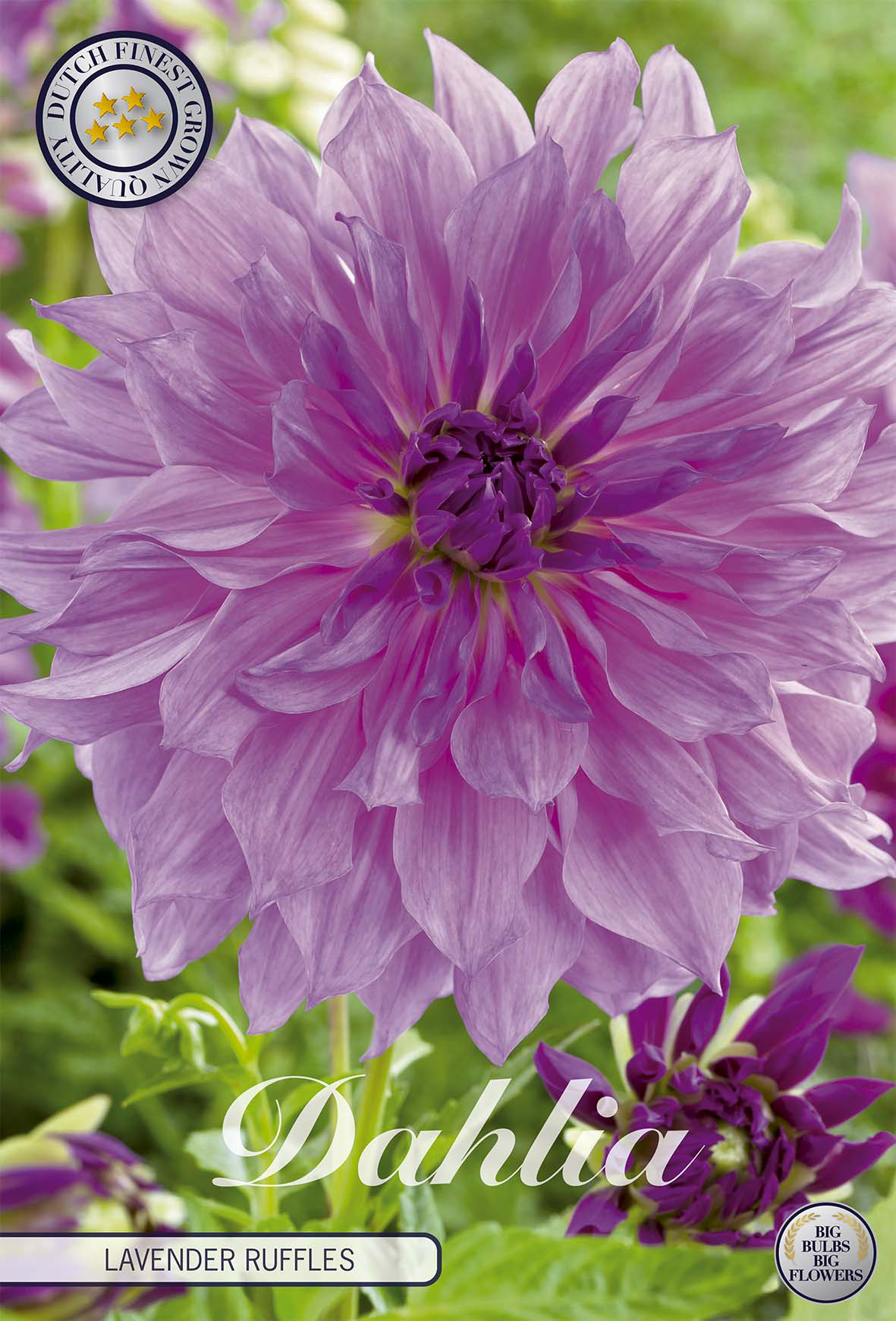 Dahlie Lavender Ruffles