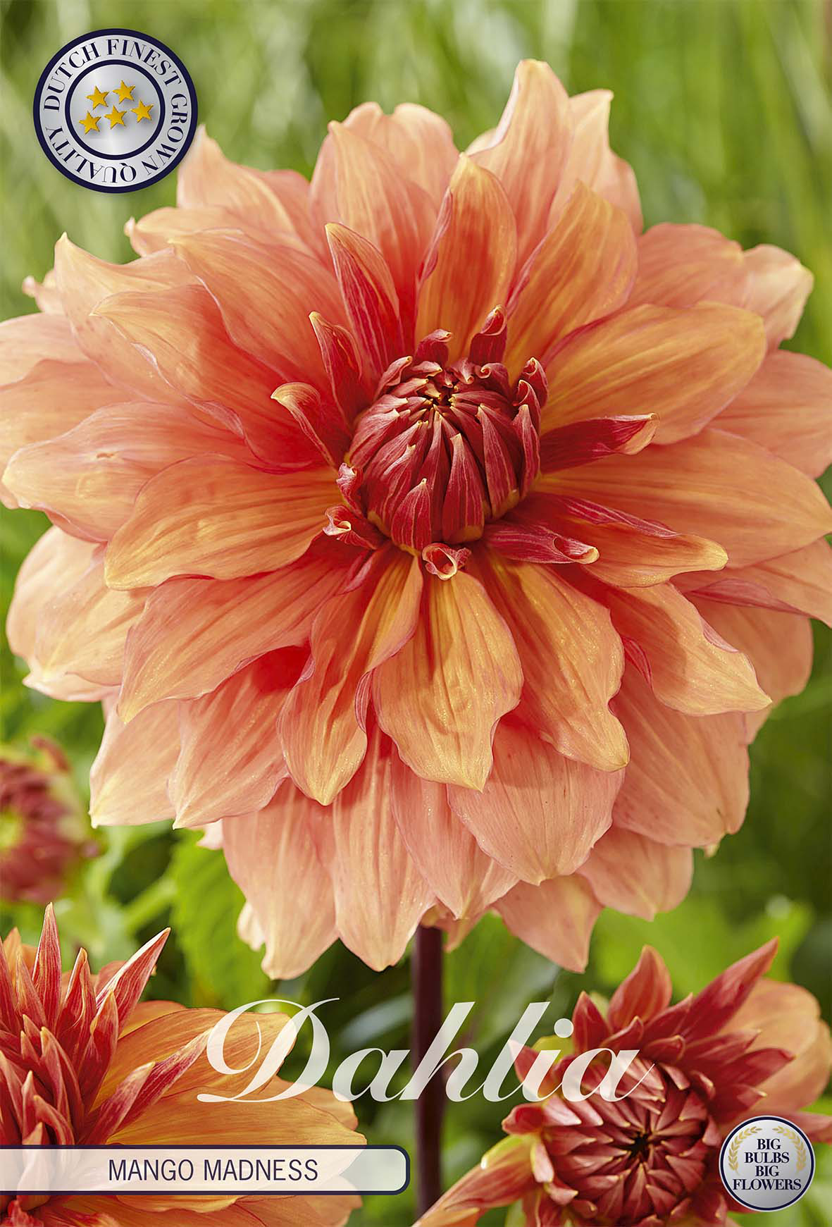 Dahlie Mango Madness