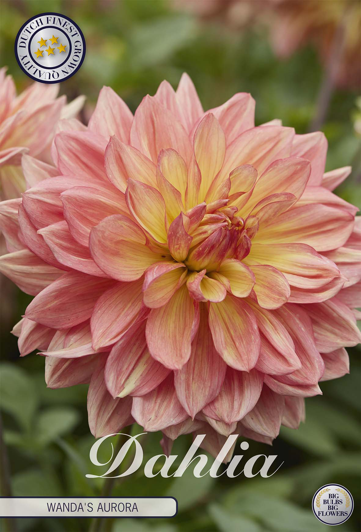 Dahlie Wandas Aurora
