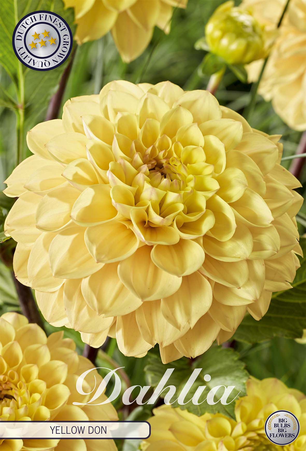 Dahlie Yellow Don