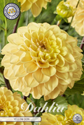 Dahlie Yellow Don