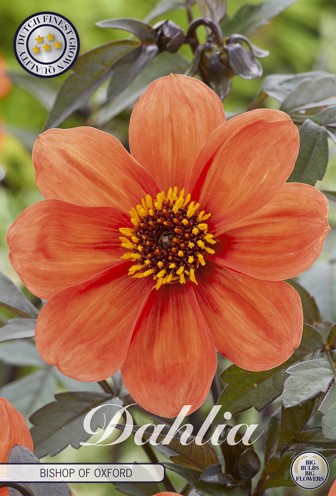Dahlia Bishop of Oxford