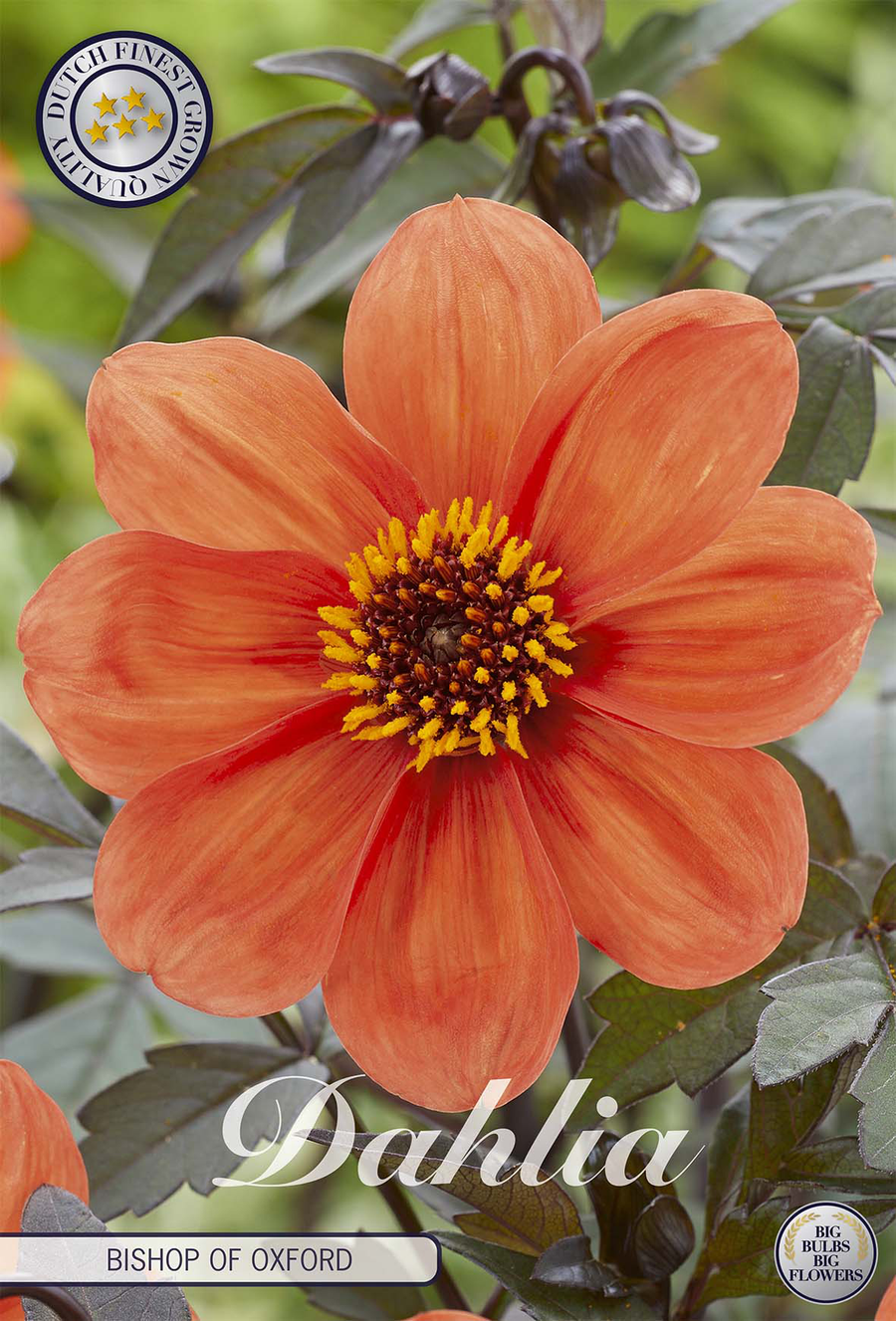 Dahlia Bischop aus Oxford