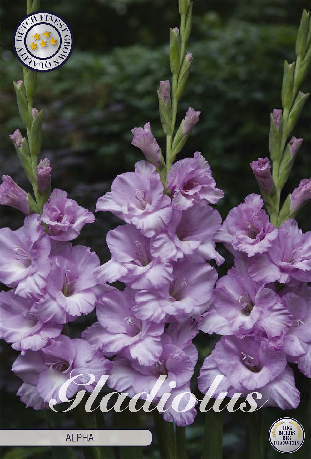 Gladiole Alpha