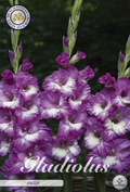 Gladiole Anouk