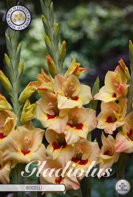 Gladiole Bocelli