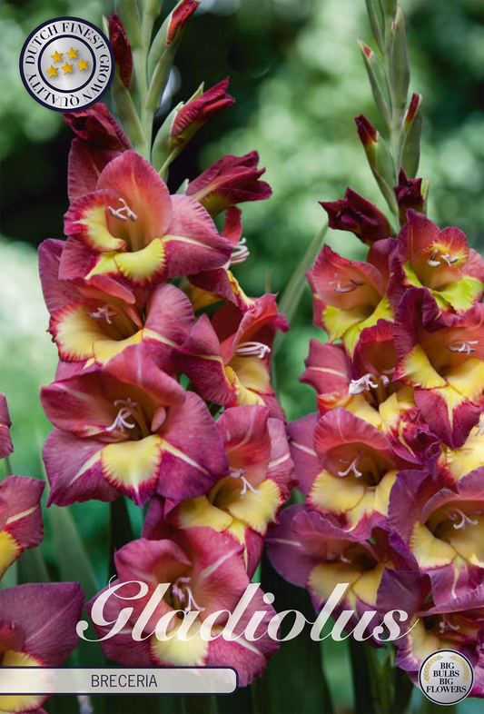 Gladiolus 'Brecera'
