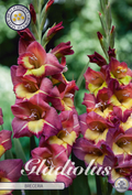 Gladiole Brunette