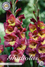 Gladiole Brunette