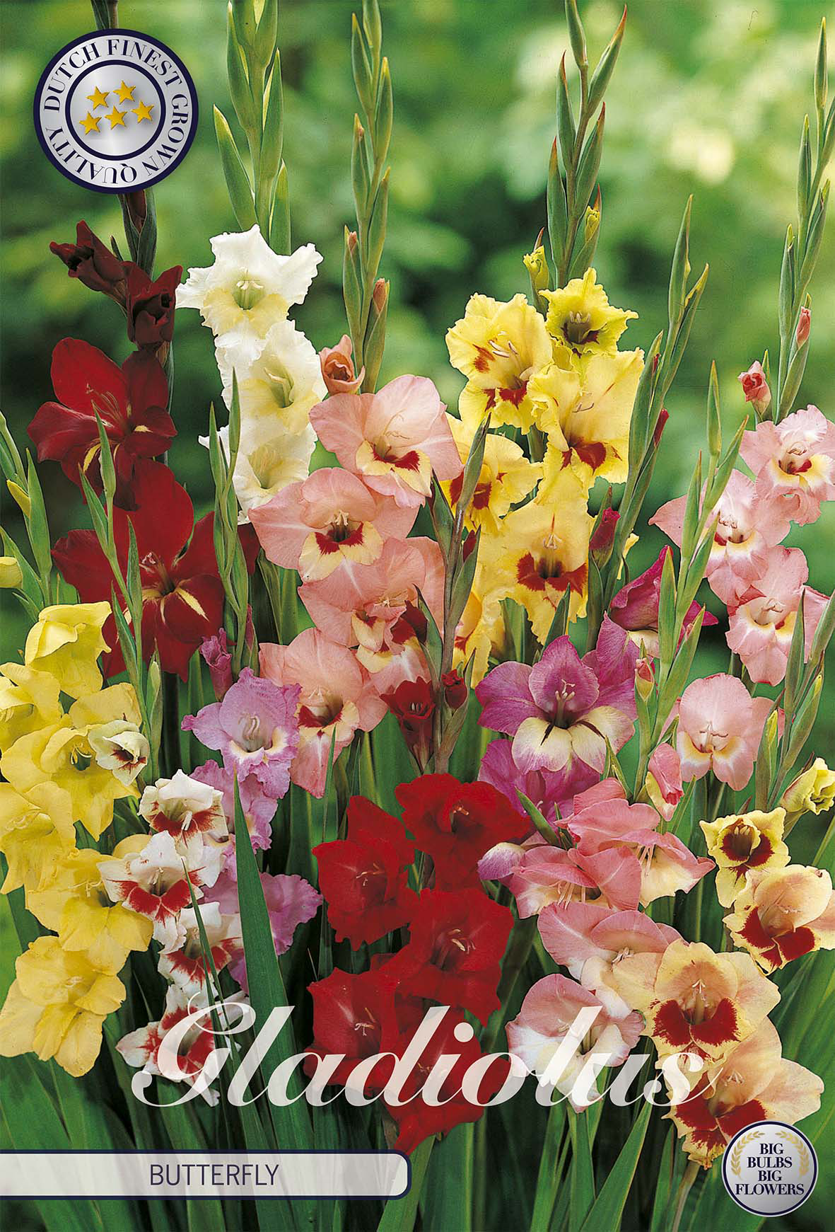 Gladiole Butterfly