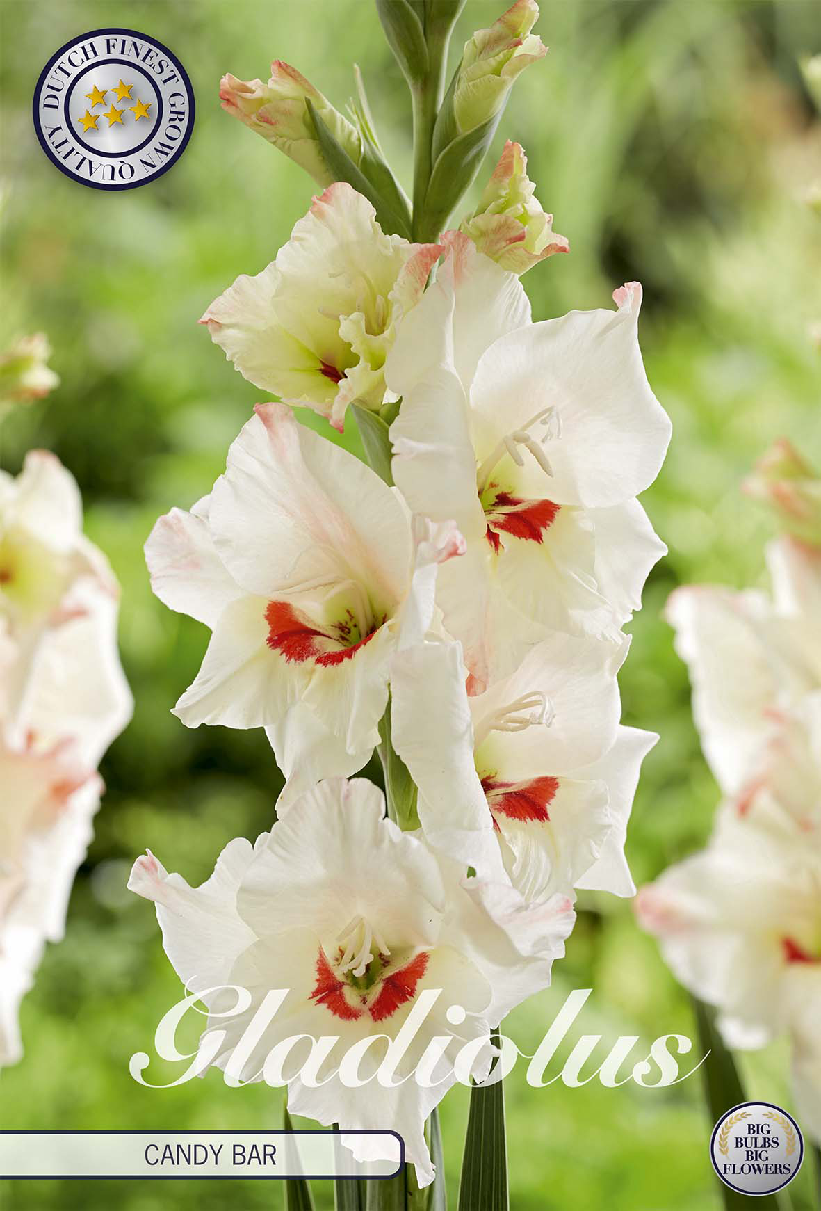 Gladiole Candy Bar