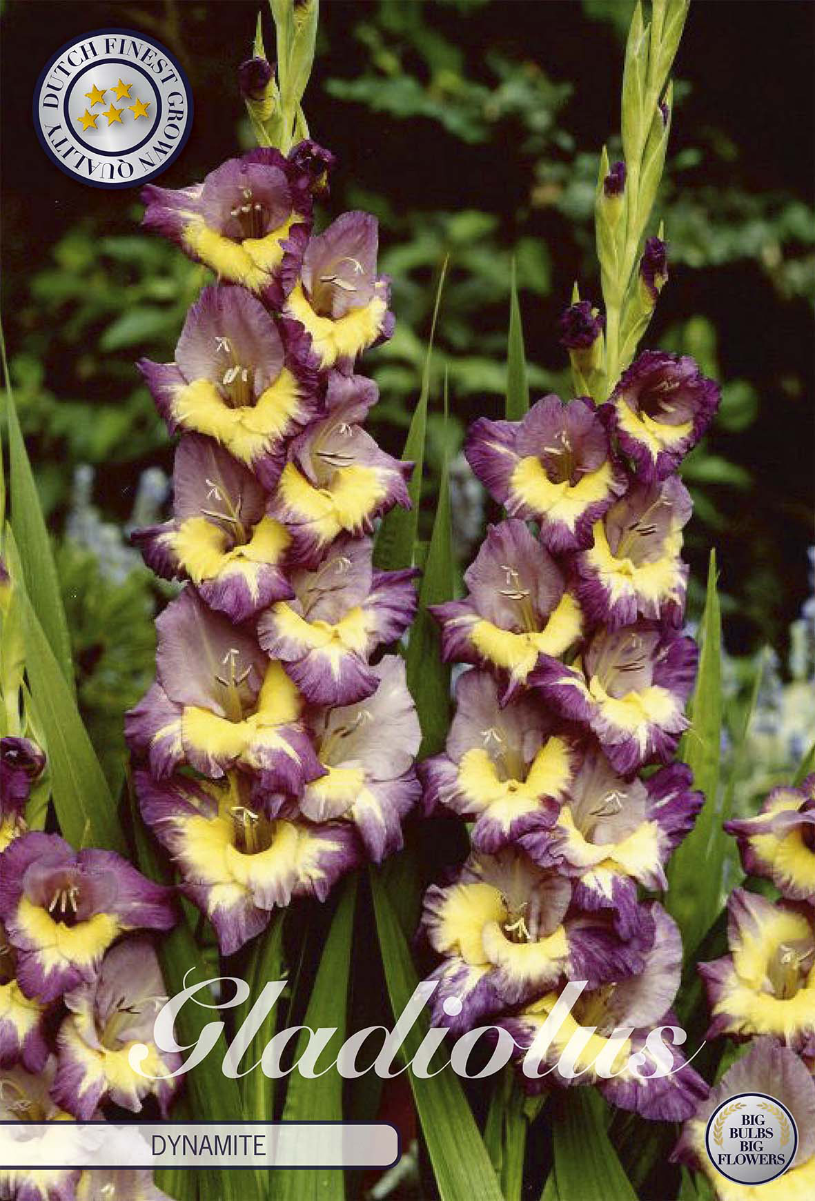 Gladiole Dynamite